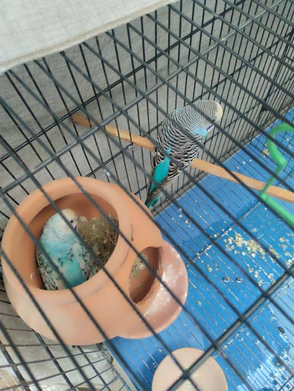 Pair of budgies for Sale 1