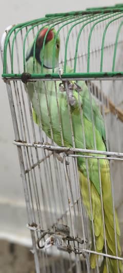 Green Indian Parrot