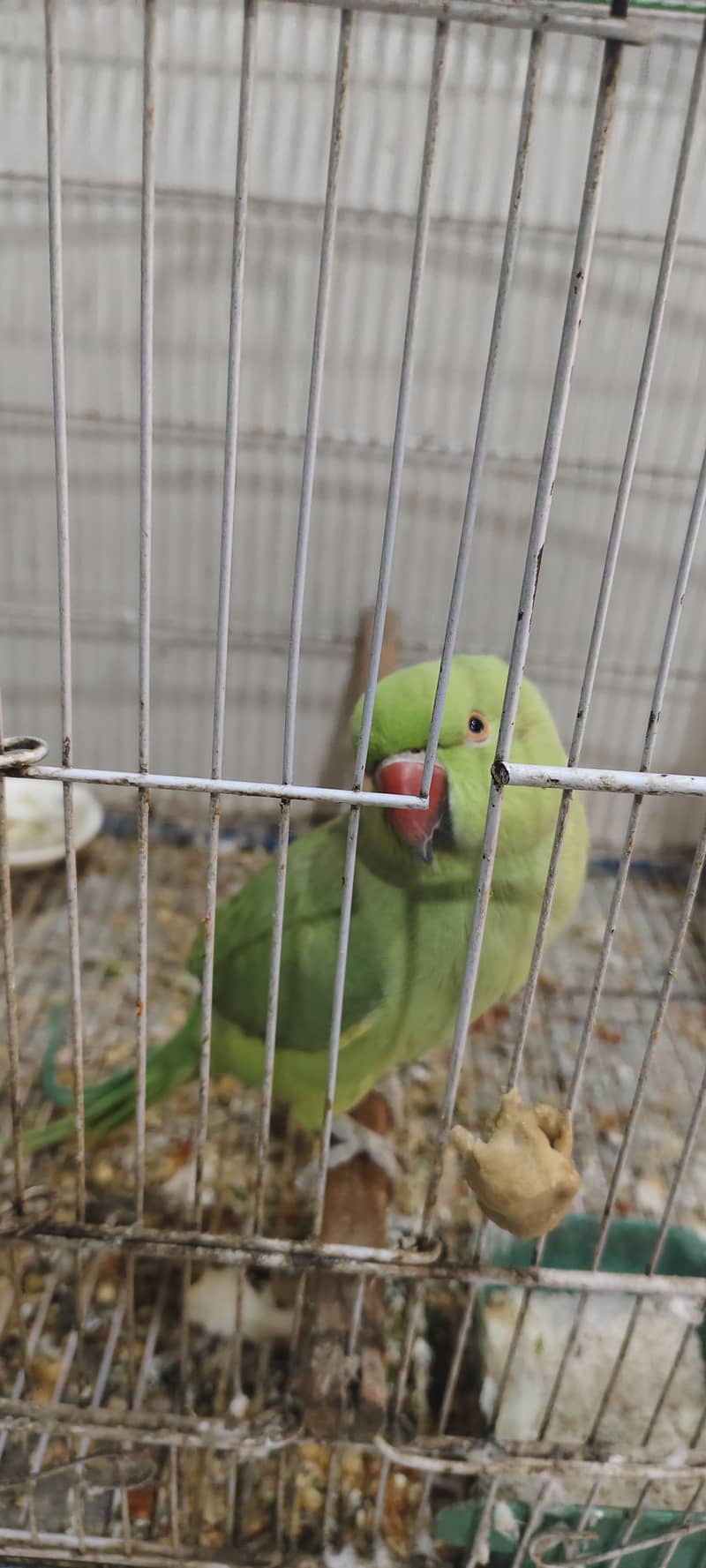 Green Indian Parrot 2