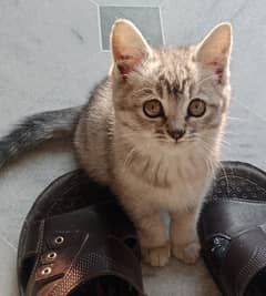 smoke gray cute female kitten