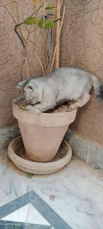 smoke gray cute female kitten 7