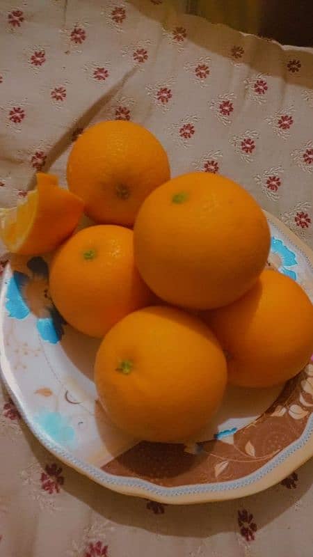 Orange Tree Garden for Sale! 2