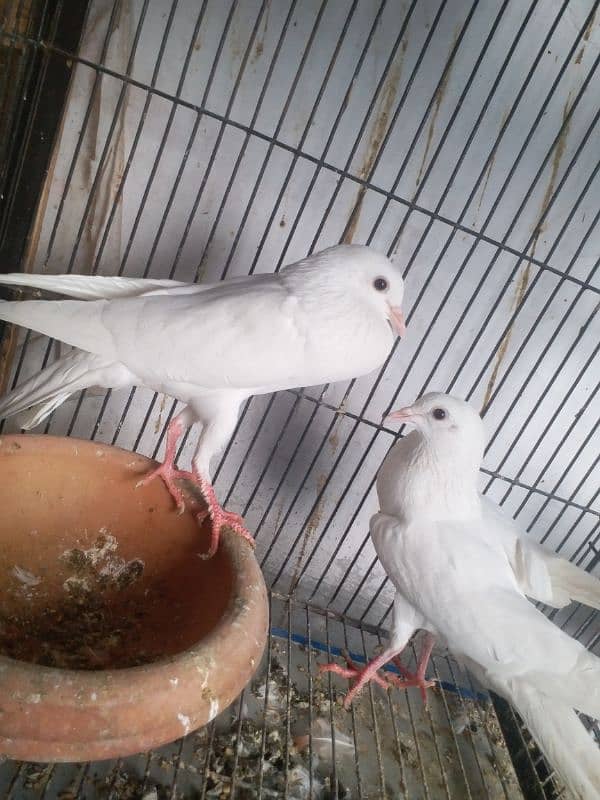 achi qulity ma barider pair km price urgent sela cargo all Pakistan 0