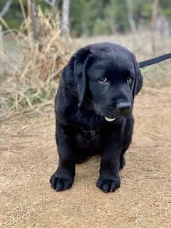 Labrador puppies available looking for a new home