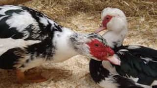 muscovy duck big duck white piar