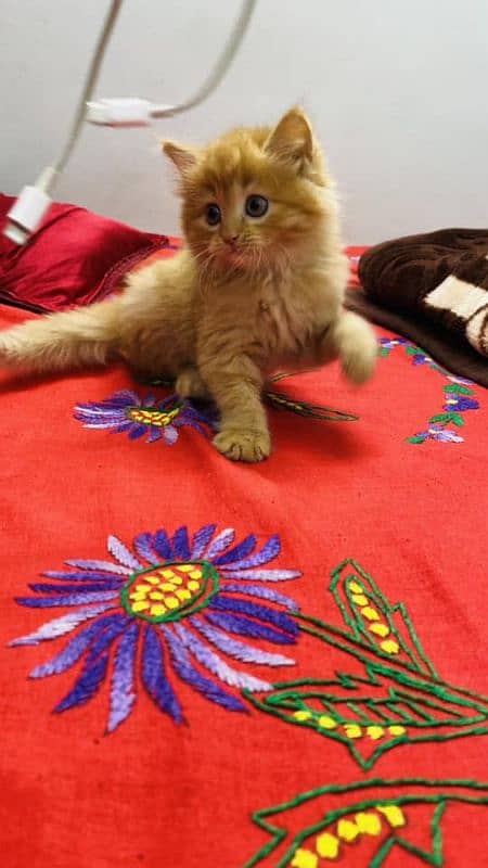 Persian kittens Available Whatsapp number 03251905001 1