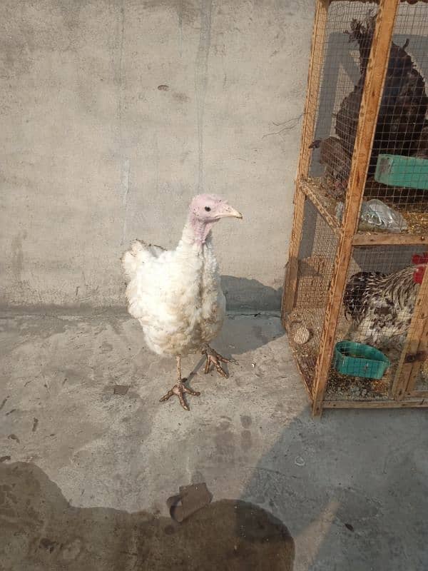 Turkey female 3