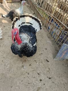 Turkey Birds for sale