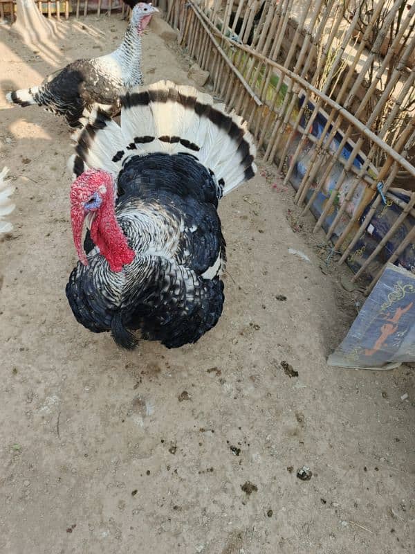 Turkey Birds for sale 0