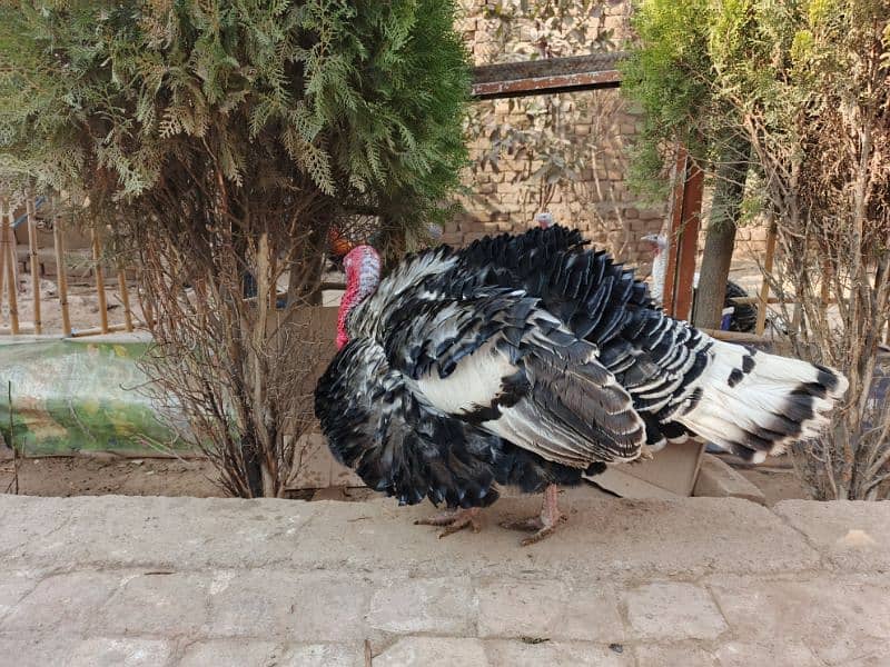 Turkey Birds for sale 1