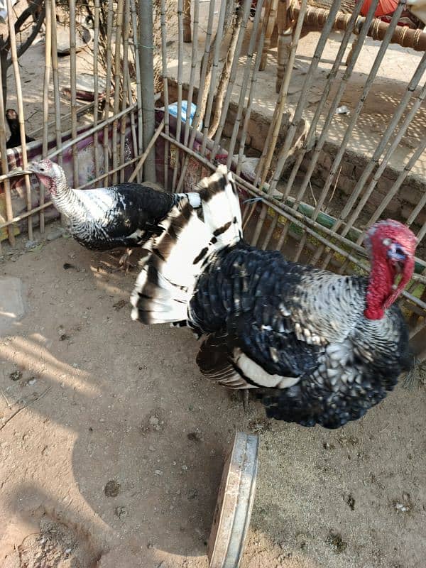 Turkey Birds for sale 2