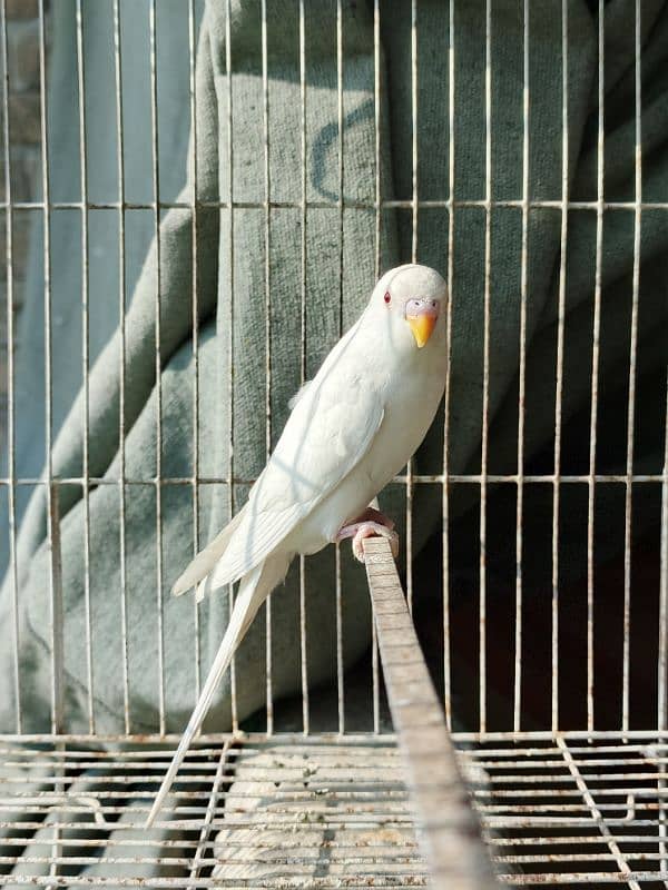 White Red Eye Budgies Parrot Healthy and Active three Males 0