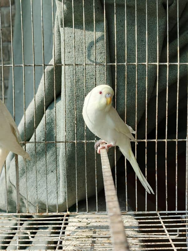 White Red Eye Budgies Parrot Healthy and Active three Males 1