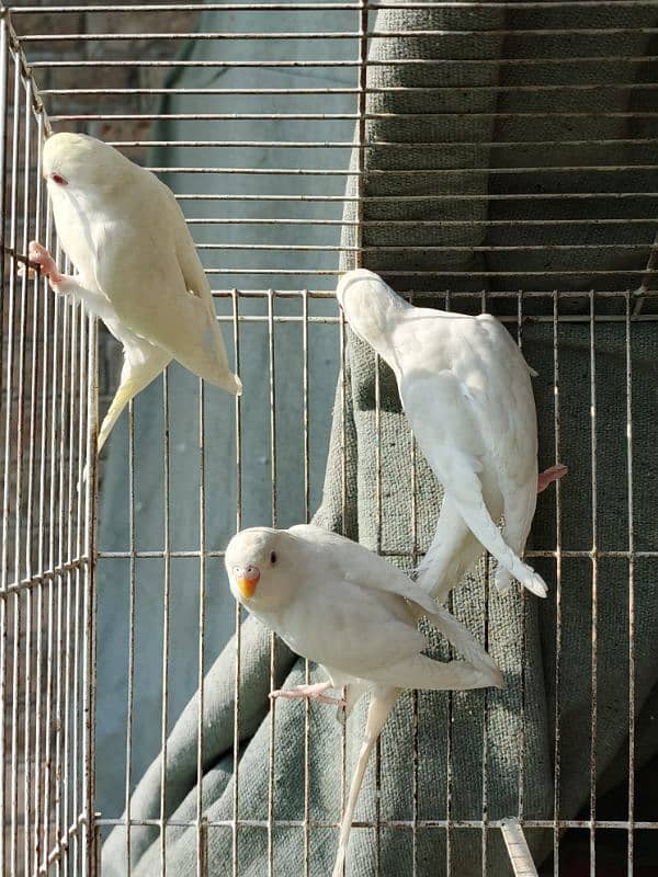 White Red Eye Budgies Parrot Healthy and Active three Males 2