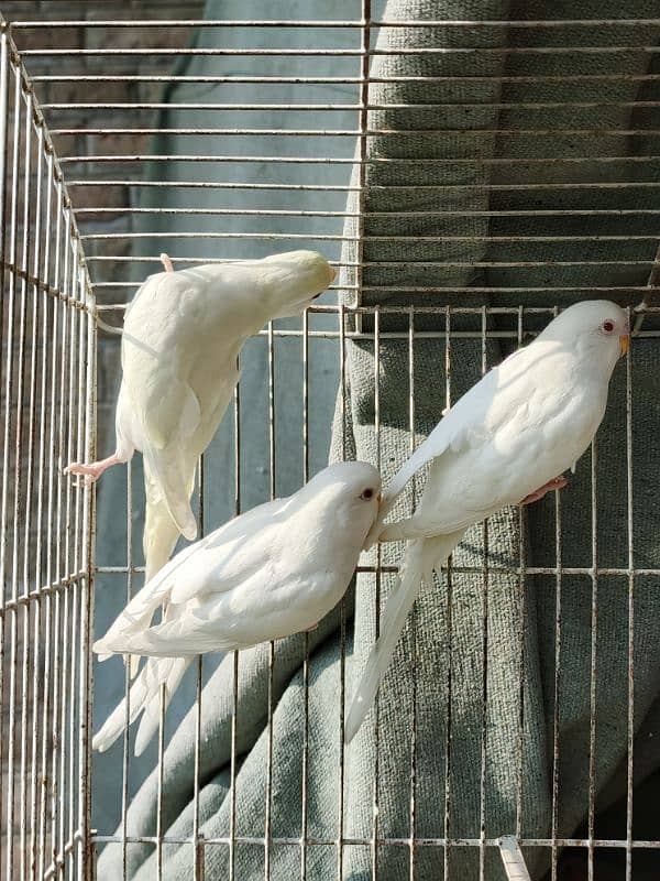 White Red Eye Budgies Parrot Healthy and Active three Males 3