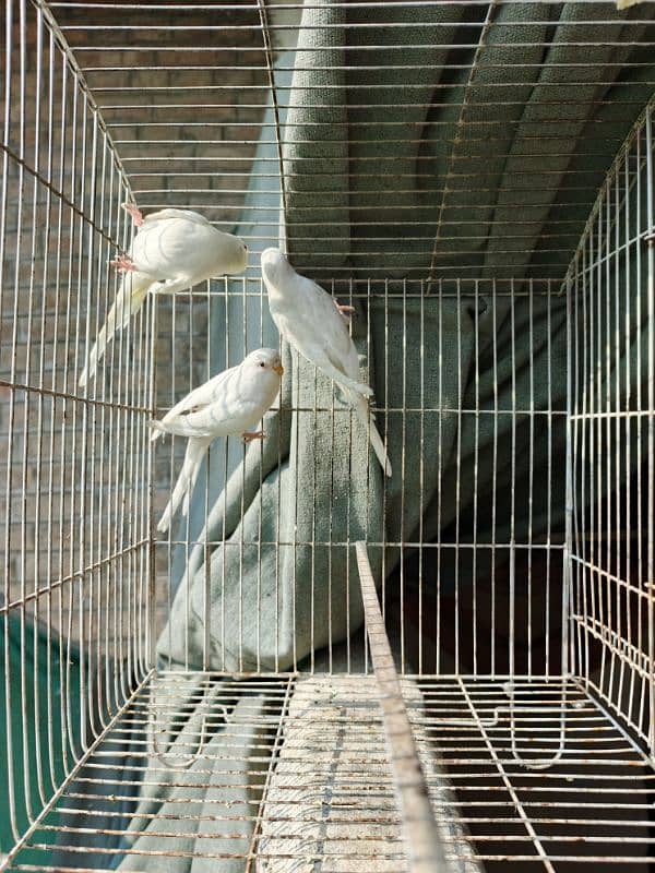 White Red Eye Budgies Parrot Healthy and Active three Males 4