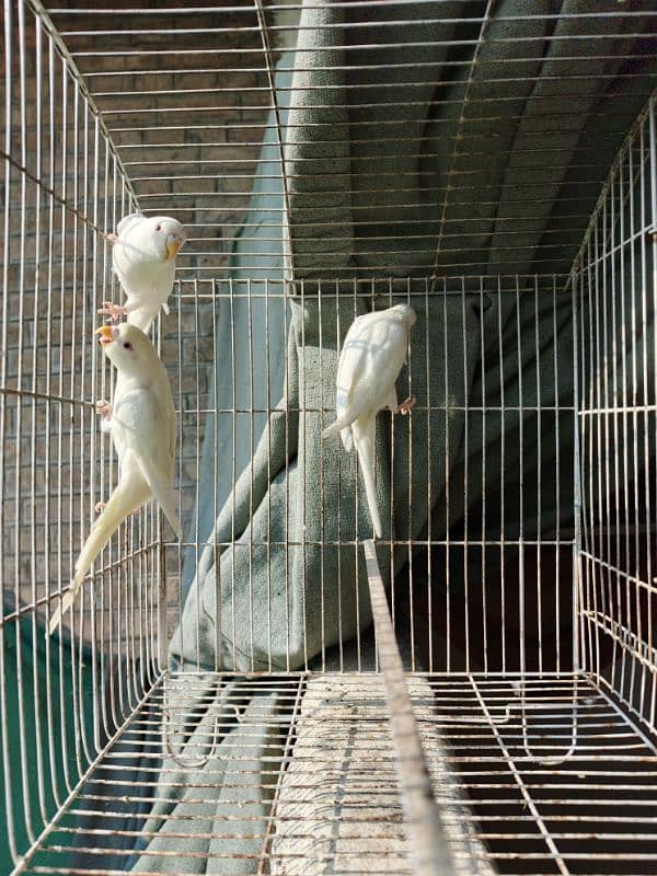 White Red Eye Budgies Parrot Healthy and Active three Males 5