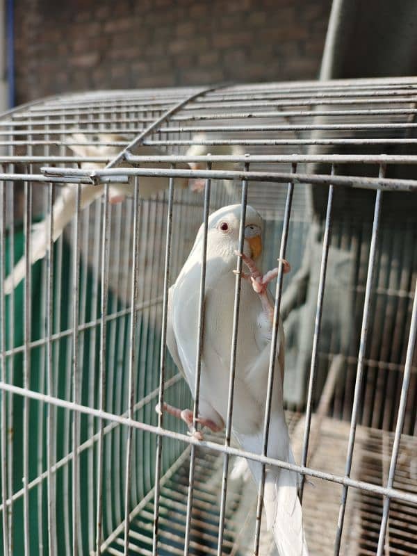 White Red Eye Budgies Parrot Healthy and Active three Males 6