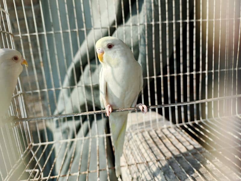 White Red Eye Budgies Parrot Healthy and Active three Males 7