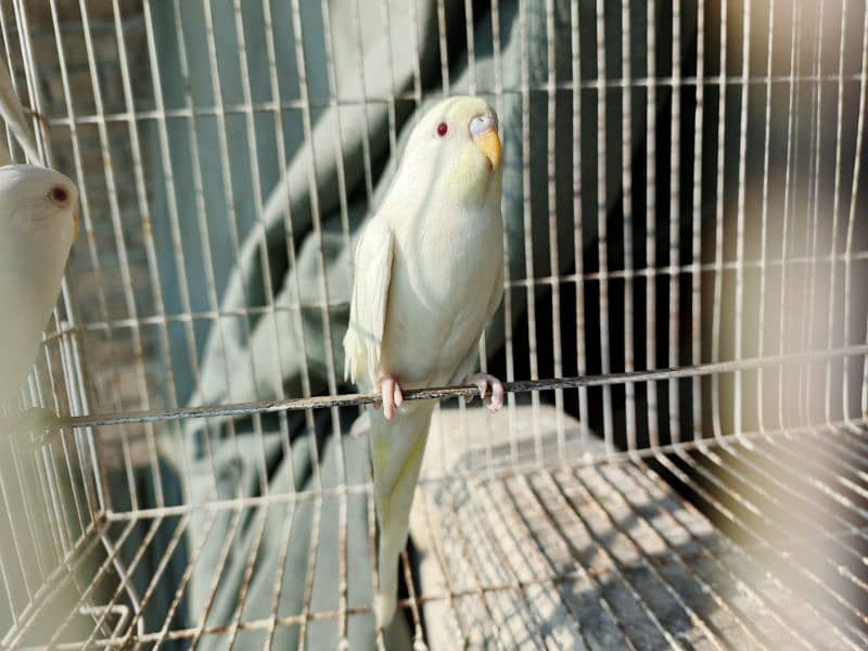 White Red Eye Budgies Parrot Healthy and Active three Males 8