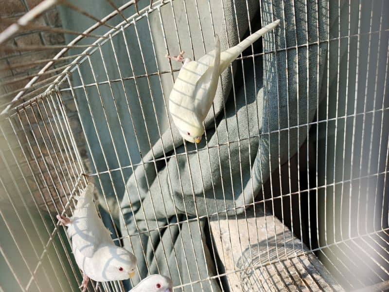 White Red Eye Budgies Parrot Healthy and Active three Males 9