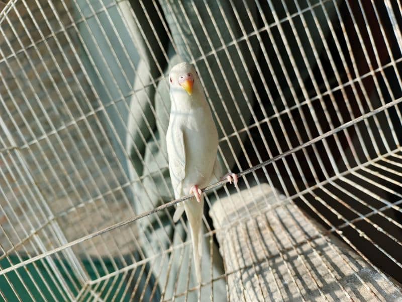 White Red Eye Budgies Parrot Healthy and Active three Males 10