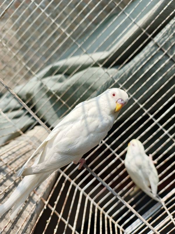 White Red Eye Budgies Parrot Healthy and Active three Males 11