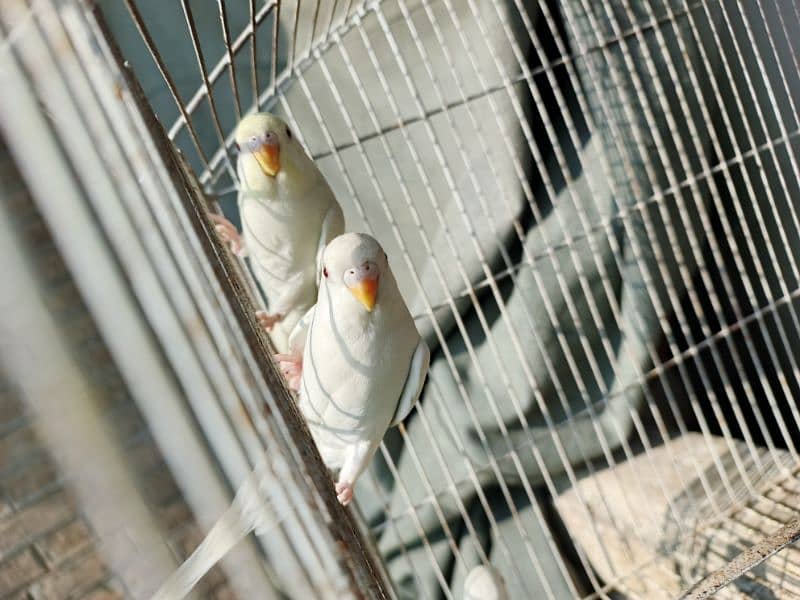 White Red Eye Budgies Parrot Healthy and Active three Males 12