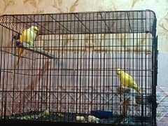 Yellow ring neck Breeder pair