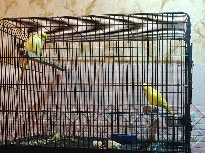 Yellow ring neck Breeder pair 0