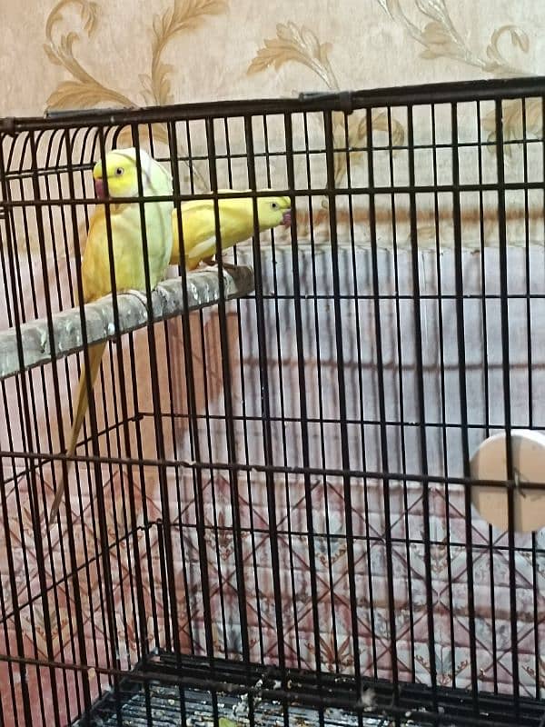 Yellow ring neck Breeder pair 1