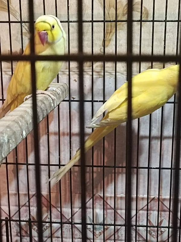 Yellow ring neck Breeder pair 2