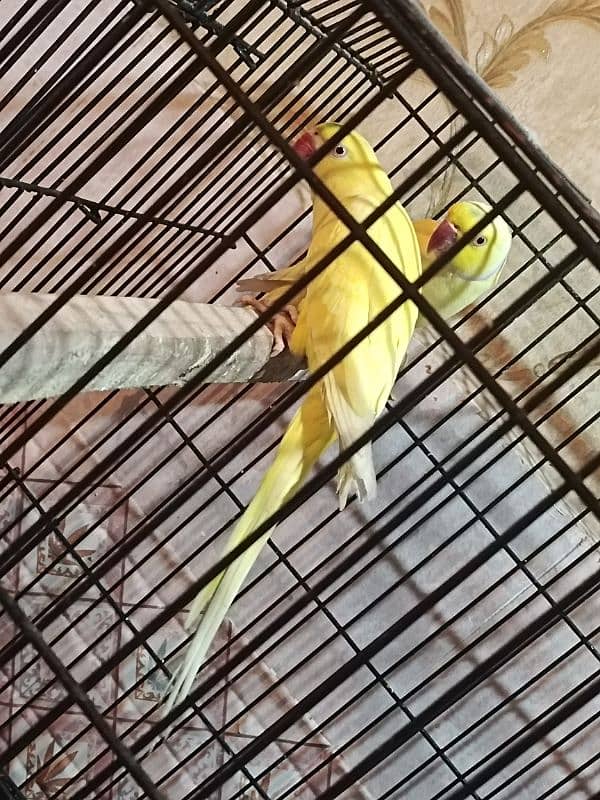 Yellow ring neck Breeder pair 3