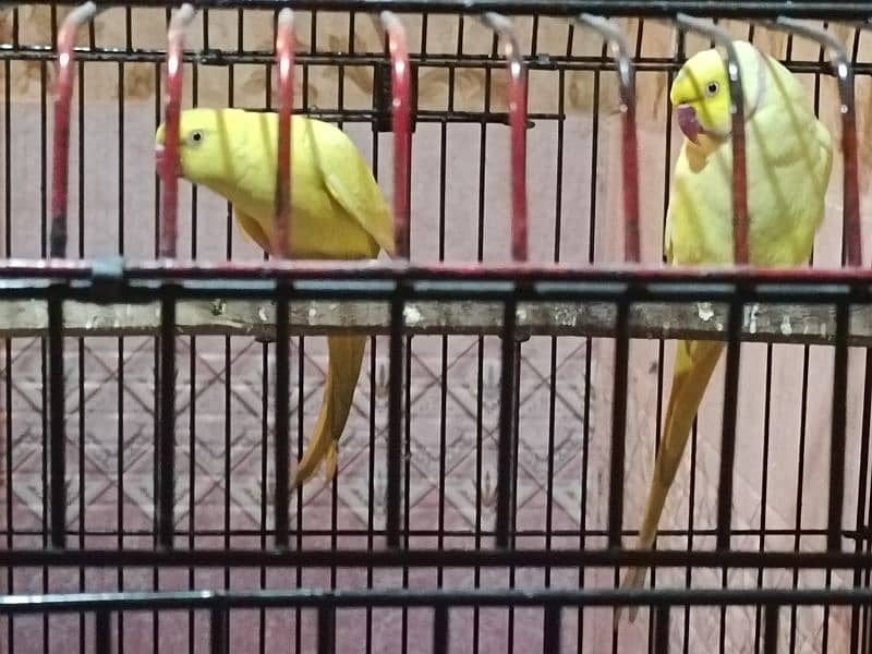 Yellow ring neck Breeder pair 4