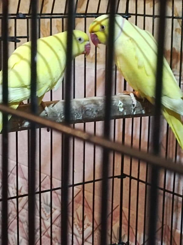 Yellow ring neck Breeder pair 5