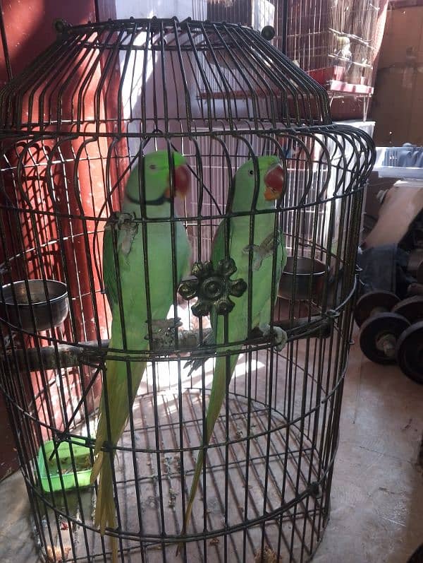 Alexander Raw Parrot Pair 1