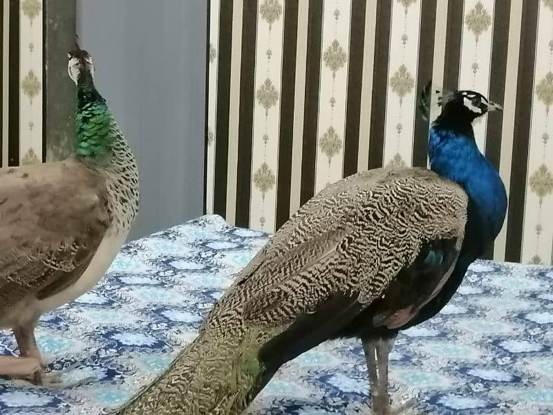 peacock pair for sale 0