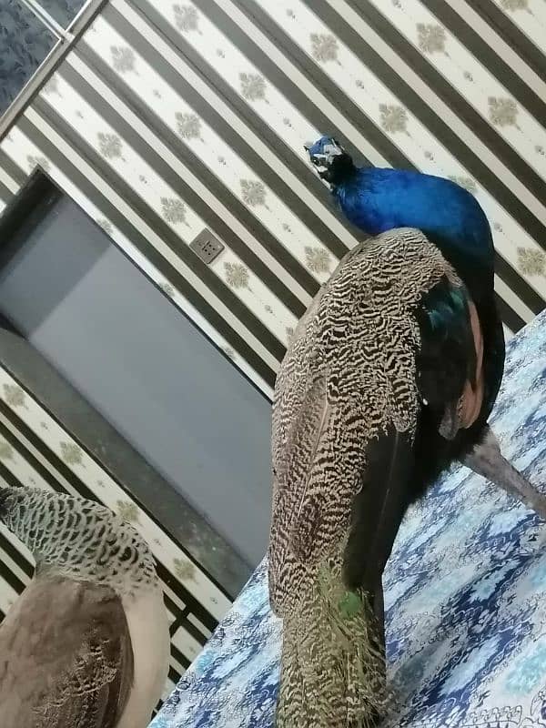 peacock pair for sale 1