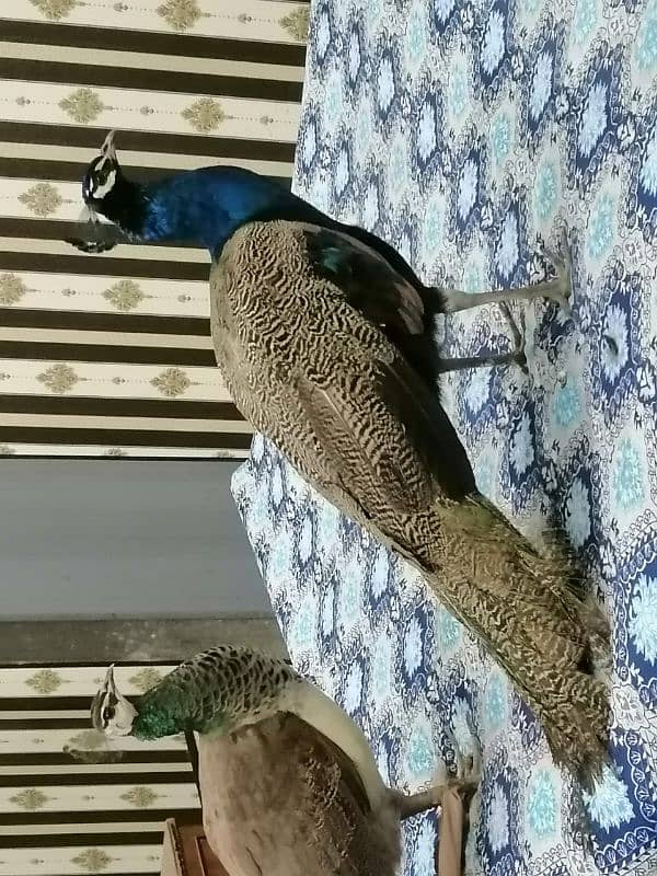 peacock pair for sale 2