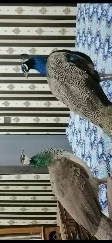 peacock pair for sale 3