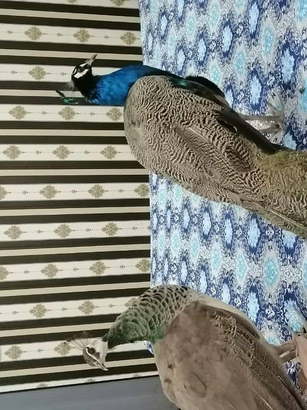 peacock pair for sale 4