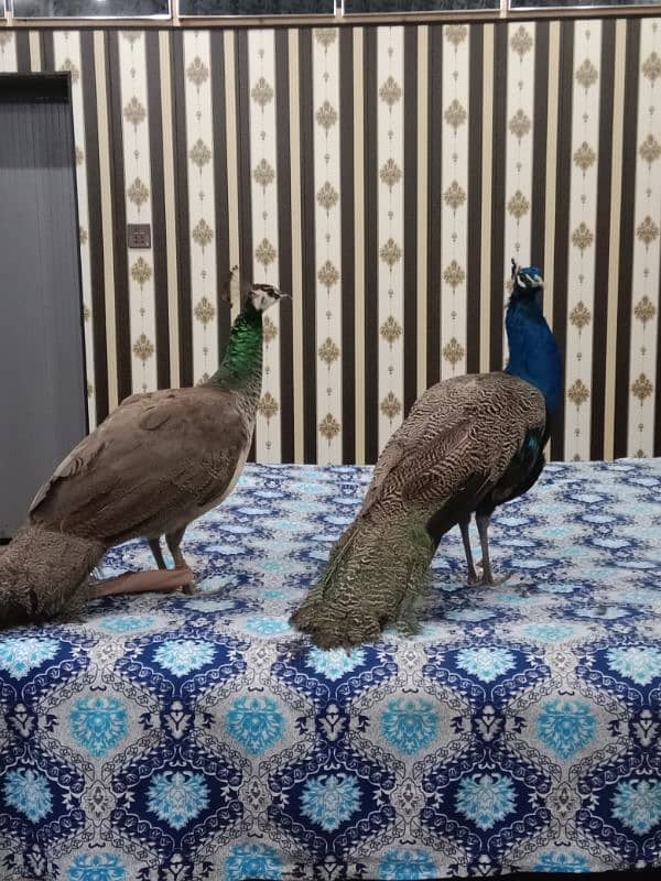 peacock pair for sale 5