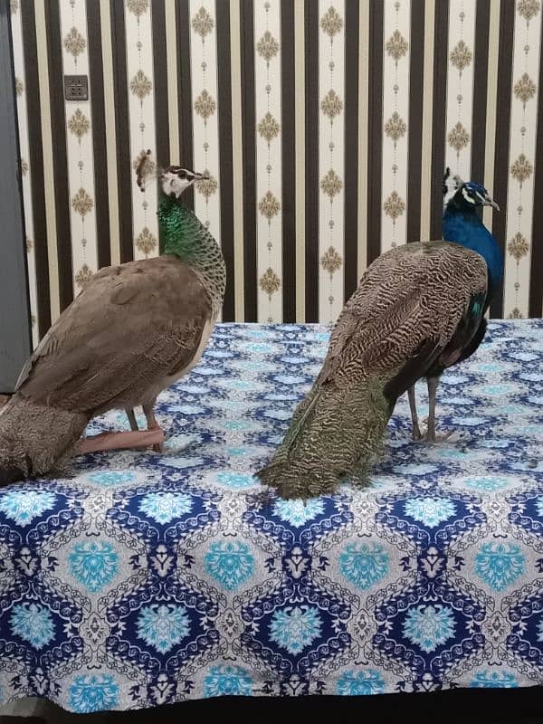 peacock pair for sale 6