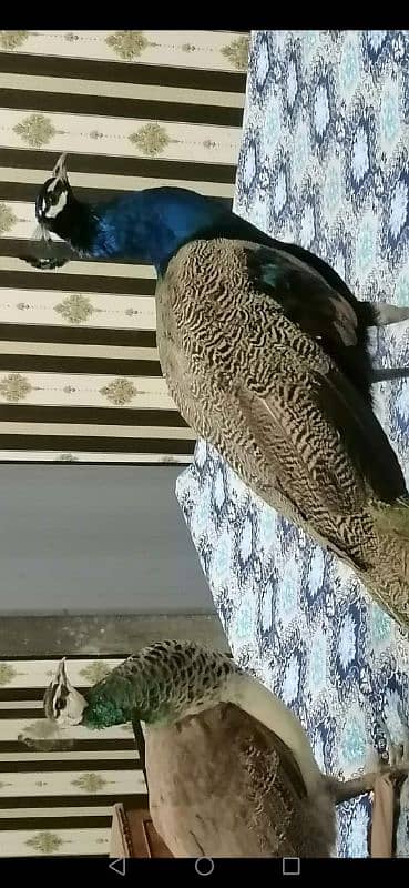 peacock pair for sale 7