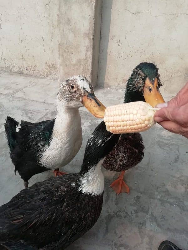 Ducks 0