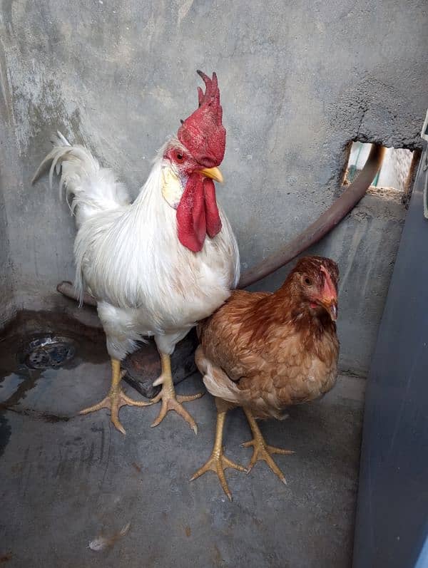 Hens Pair For Sale 0