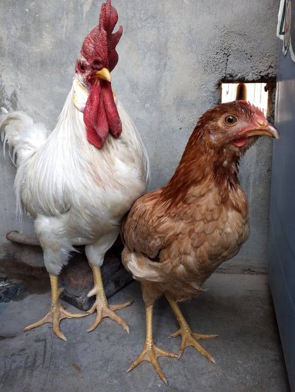 Hens Pair For Sale 1