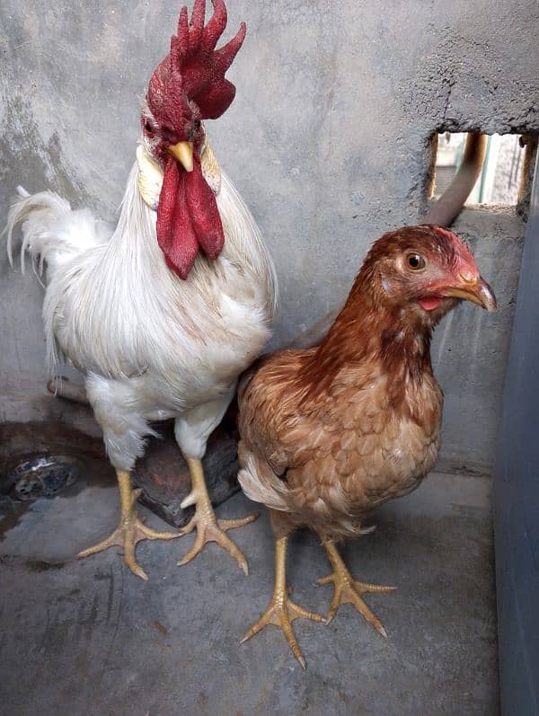 Hens Pair For Sale 2