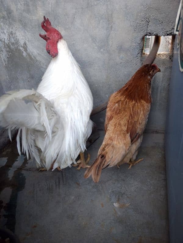 Hens Pair For Sale 3