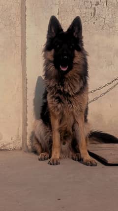 German Shepherd long coat